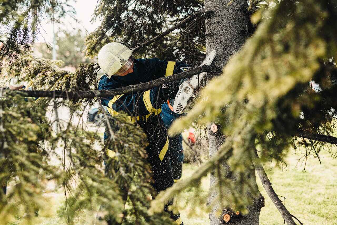 Best Tree Pruning Services  in Hanover, MN